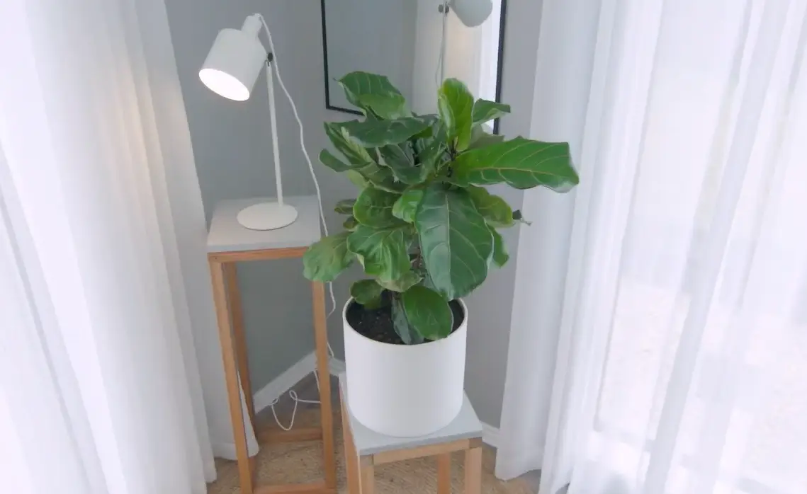 Ficus Lyrata: Cuidados, Cultivo y Solución de Problemas