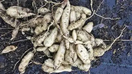 El Cucamelón: Guía Definitiva de Cuidados y Cultivo 7 El Cucamelón: Guía Definitiva de Cuidados y Cultivo