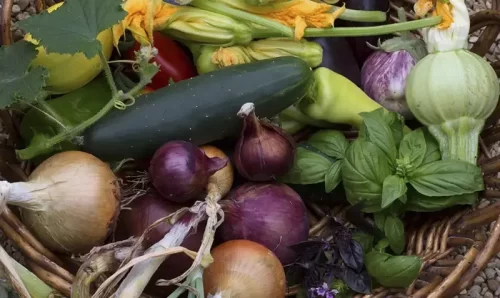 Cómo Plantar Pepinos: Guía Completa [Paso a Paso]