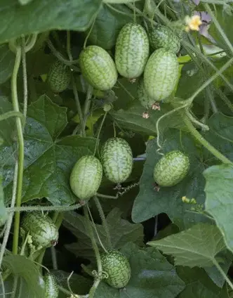 El Cucamelón: Guía Definitiva de Cuidados y Cultivo 2 El Cucamelón: Guía Definitiva de Cuidados y Cultivo
