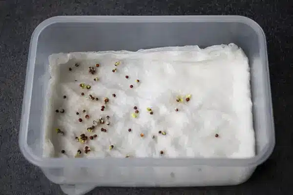 Cómo germinar semillas en casa: técnicas y recomendaciones 3 Cómo germinar semillas en casa: técnicas y recomendaciones