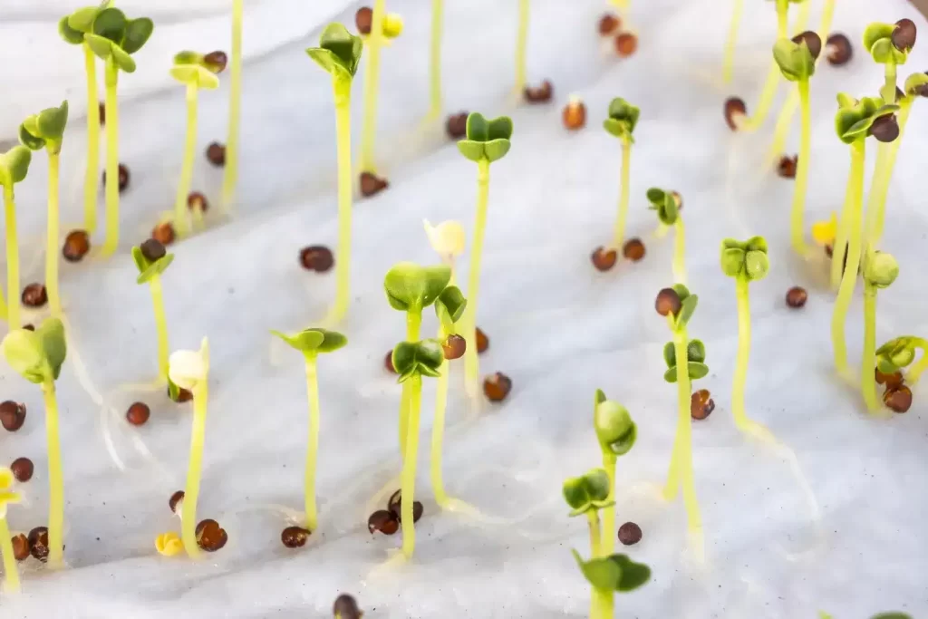 Cómo germinar semillas en casa: técnicas y recomendaciones 1 Cómo germinar semillas en casa: técnicas y recomendaciones