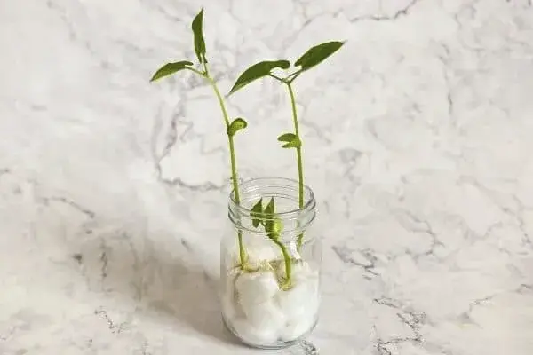 Cómo germinar semillas en casa: técnicas y recomendaciones 4 Cómo germinar semillas en casa: técnicas y recomendaciones