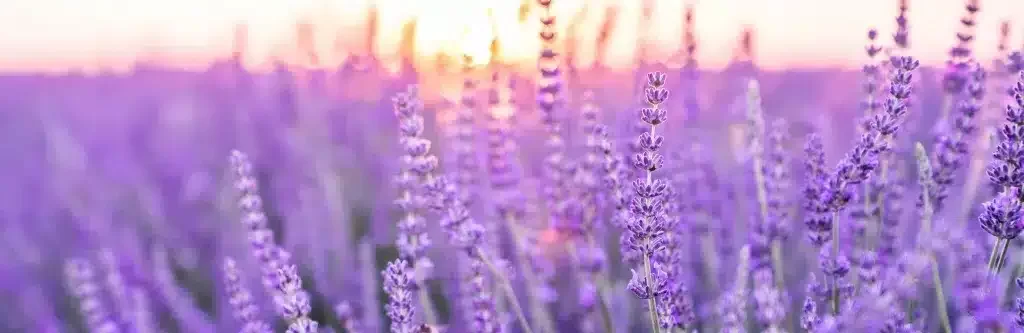 Lavanda: usos medicinales y cosméticos de esta planta para bienestar y belleza