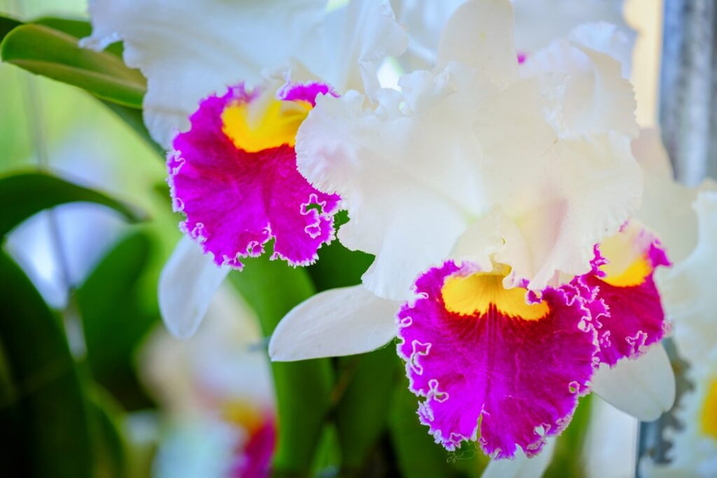Haz que tu orquídea vuelva a florecer: Guía esencial y consejos prácticos 1 Haz que tu orquídea vuelva a florecer: Guía esencial y consejos prácticos
