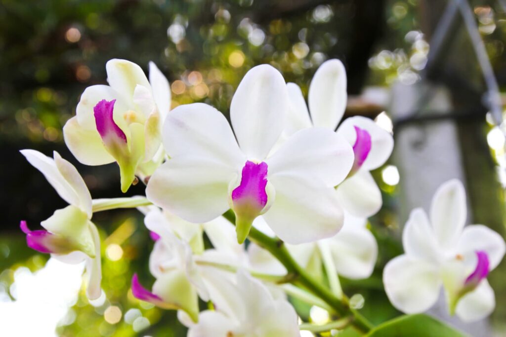 Haz que tu orquídea vuelva a florecer: Guía esencial y consejos prácticos 4 Haz que tu orquídea vuelva a florecer: Guía esencial y consejos prácticos