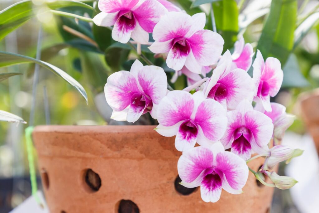 Haz que tu orquídea vuelva a florecer: Guía esencial y consejos prácticos 2 Haz que tu orquídea vuelva a florecer: Guía esencial y consejos prácticos