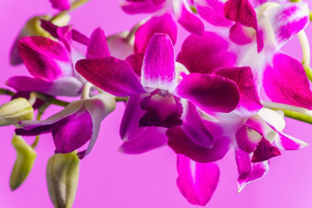 Haz que tu orquídea vuelva a florecer: Guía esencial y consejos prácticos 5 Haz que tu orquídea vuelva a florecer: Guía esencial y consejos prácticos