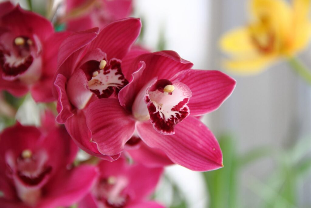 Haz que tu orquídea vuelva a florecer: Guía esencial y consejos prácticos 3 Haz que tu orquídea vuelva a florecer: Guía esencial y consejos prácticos