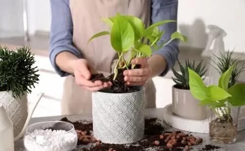 ¿Se puede plantar solo con sustrato? 2 ¿Se puede plantar solo con sustrato?