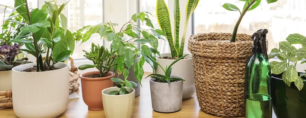 Flores y plantas