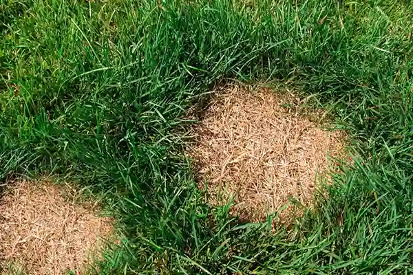 problemas césped natural