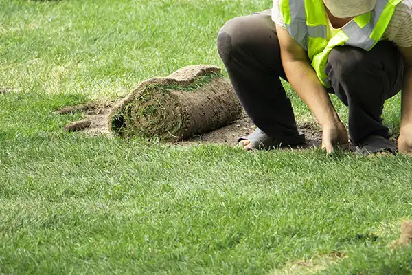 sembrar y cuidar césped